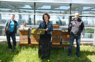 Bienen Landhausdach-PA1-21 Copyright Jürgen Mück Bienen Landhausdach-PA1-21 Copyright Jürgen Mück