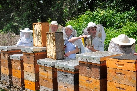 Bienenstöcke