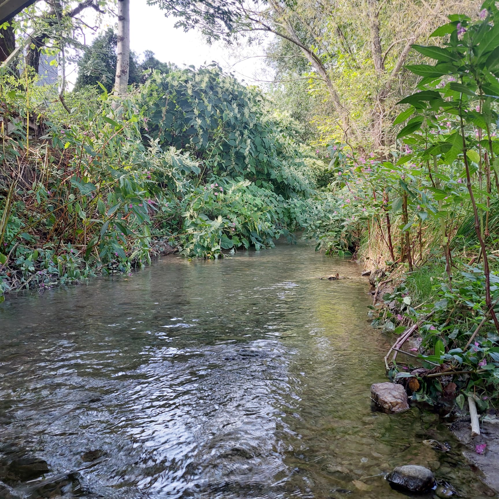 Biodiversität-Wald3-24