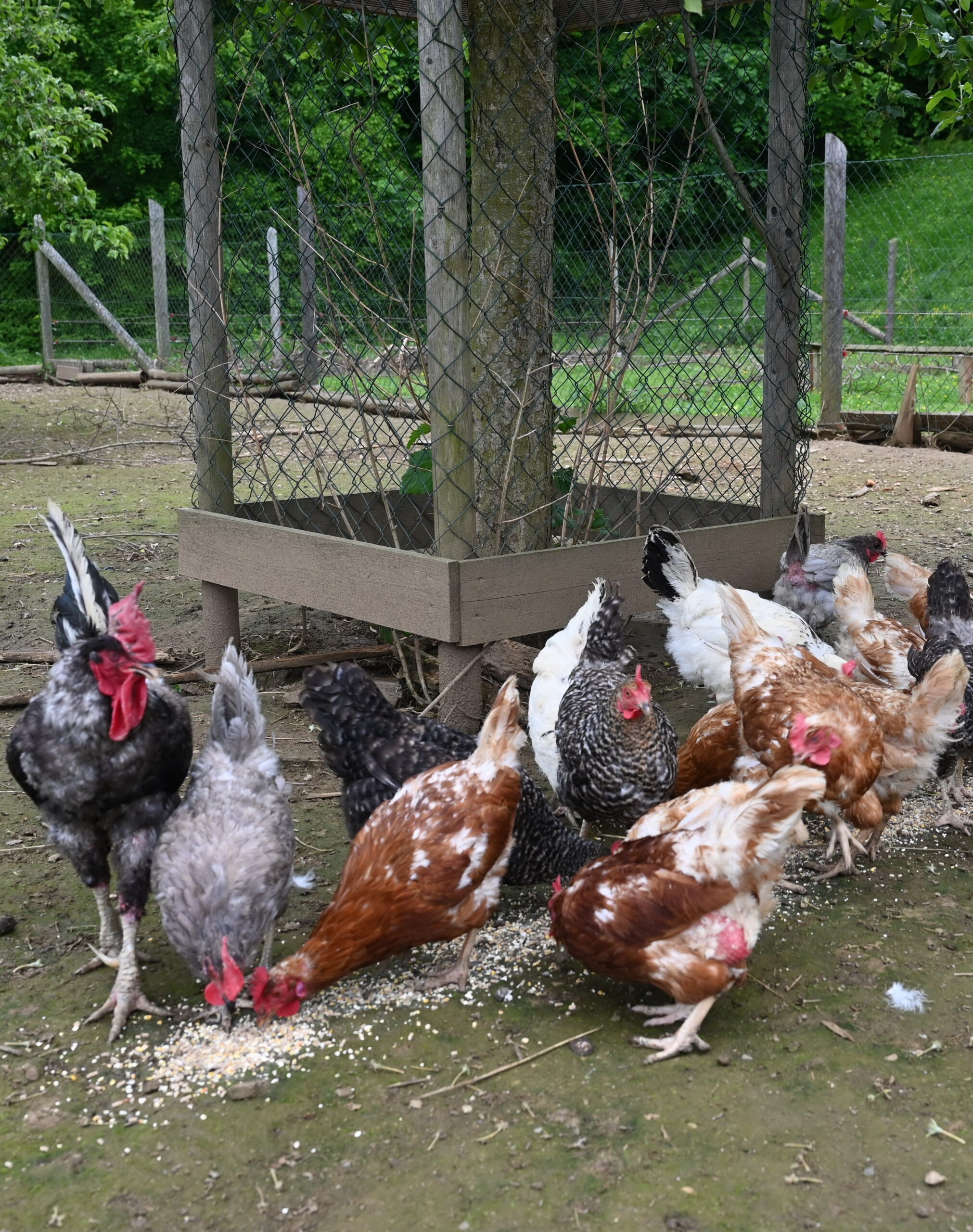 Hühner-Warth2-25 zugeschnitten